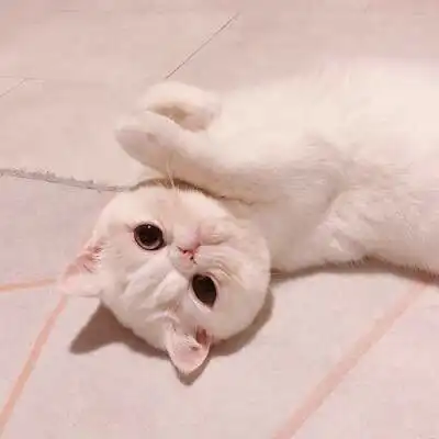 猫的情侣头像一左一右一对两张不带人猫咪情侣头像