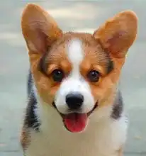 12个月的柯基犬2000元母