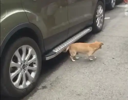 狗狗跑进车底,本以为要挠痒,结果异想天开的抬起车