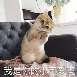 沉迷猫色,无法自拔一起来吸猫吧