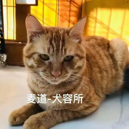 今年我们给百来只毛孩子们找到了家