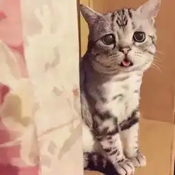一只忧郁的猫,全世界都欠我小鱼干