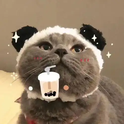 看完30只奶猫打架,我人没了