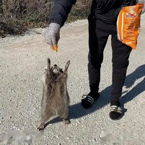 干脆面的现代生活
