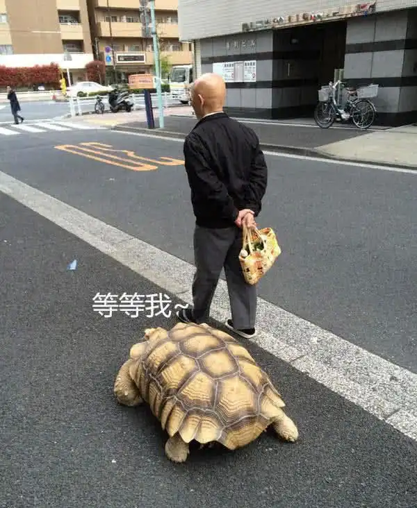 老爷爷外出遛乌龟,换着花样给乌龟穿衣服,网友真人版的龟仙人