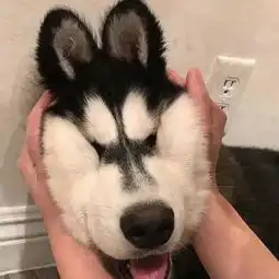 你已被群主移出群聊