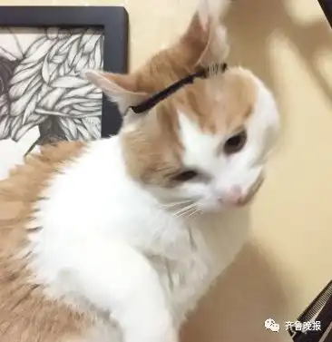 戴上金箍的猫猫成了抖音网红,但哈哈哈的背后真相太扎心