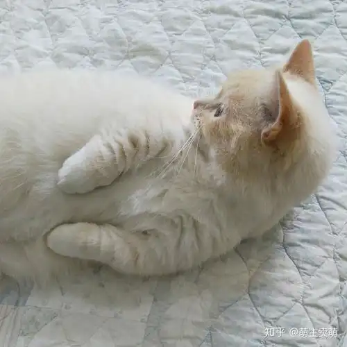 超萌可爱小猫咪萌萌哒的小短脚