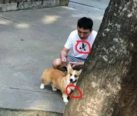 陈雅婷与王思聪穿情侣装,宠物狗配饰一致
