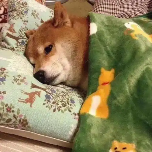 情侣头像大全