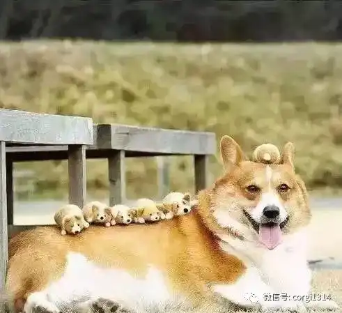 一觉睡醒,短腿柯基居然喜当爹了