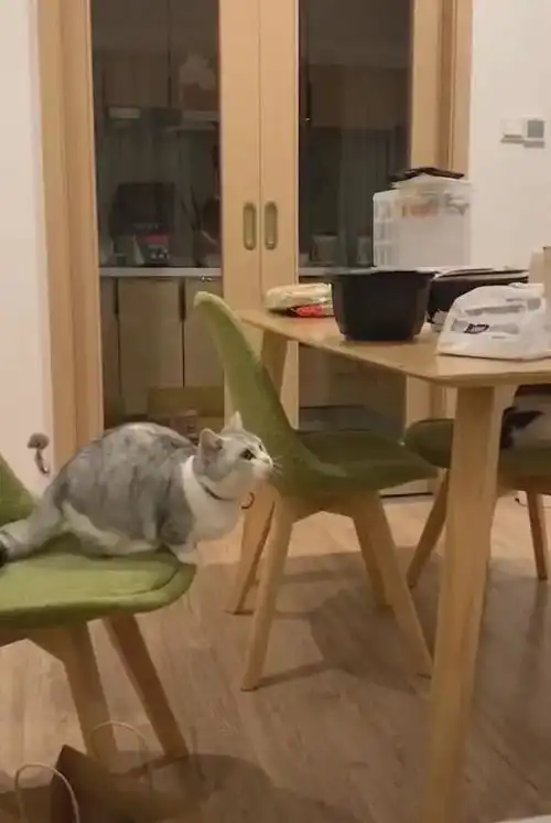 猫咪惦记桌子上的食物,跳上去发生意外,网友小短腿的忧伤
