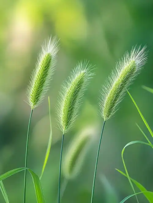 新鲜狗尾巴草图片