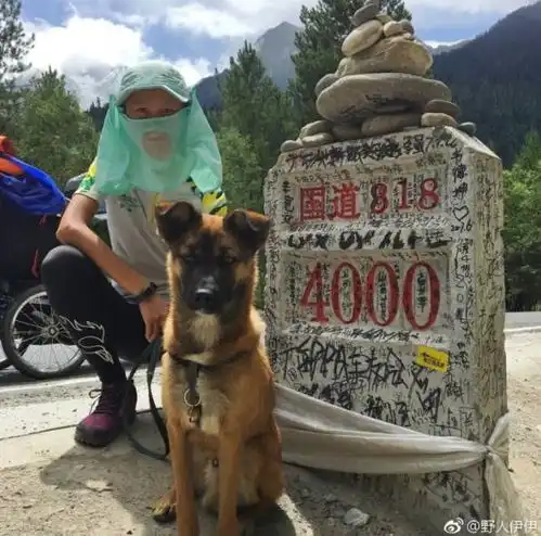 厉害了150天4700公里,90后情侣带着一只狗从杭州跑步到西藏