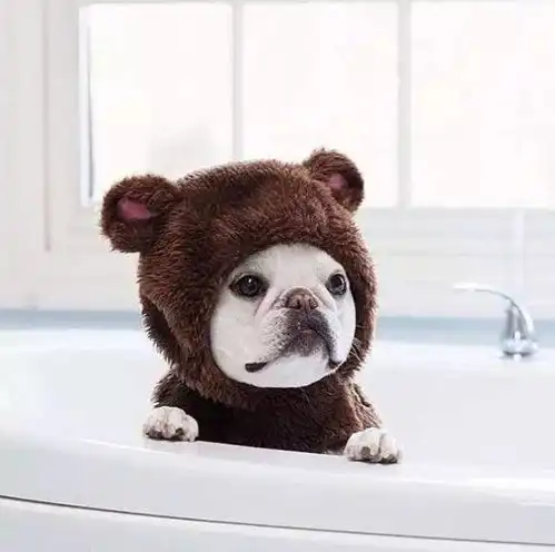 萌图炒鸡萌的法斗微信头像养狗一定要养法斗