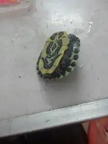 外壳是绿色的乌龟他们一般生活在哪里