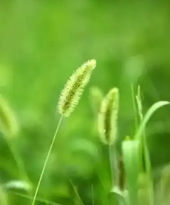 谷莠子