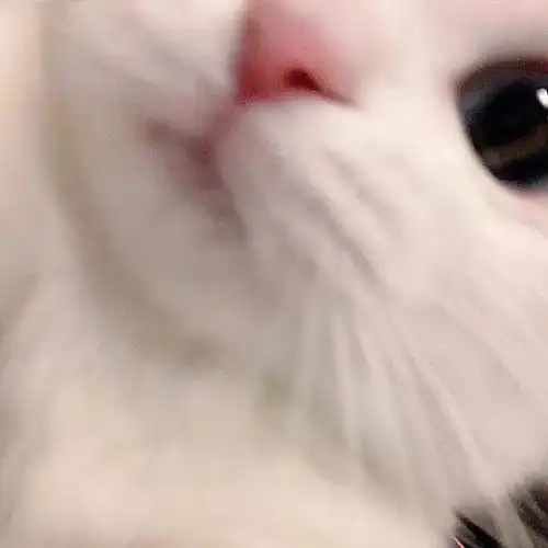 抖音头像吃货头像