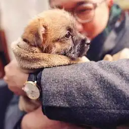 这个男人和孙俪都有一群猫狗情人
