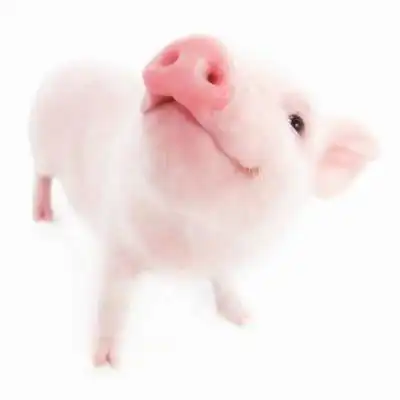 呆萌可爱小猪猪头像超萌微信小猪头像图片大全
