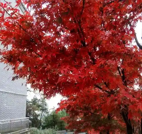 被一天连续直播两次的美景,就在重庆家门口,你去过了吗