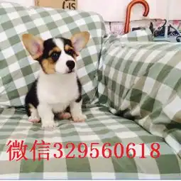 无锡柯基犬多少钱双色柯基包纯种健康可爱的柯基犬
