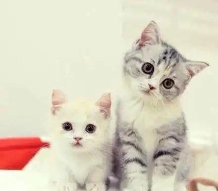 一组超萌物种小猫咪,最后那只的歪头杀认真的吗萌化了心