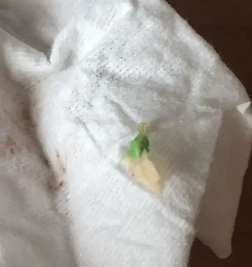 水缸里出现了这个绿色硬硬的小石头一样的东西,好像他拉出来的一样但是硬的,图片上这样的东西怎么回