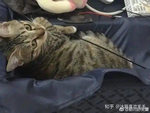 情侣养猫,猫会更喜欢谁