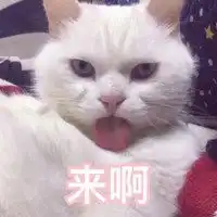 可爱小猫头像高清图片小猫头像图片大全可爱