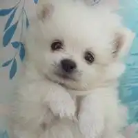 微信高清情侣头像分开