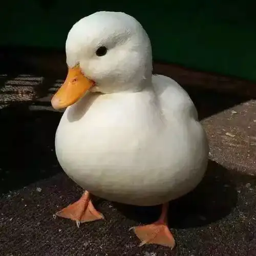 头像壁纸余生太快,学会释怀