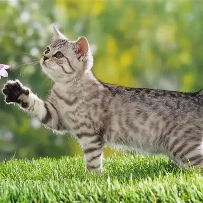 微信小猫头像,草地里玩耍的猫咪图片