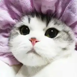 唯美动人凭借他憨厚可爱的外表受到欢迎