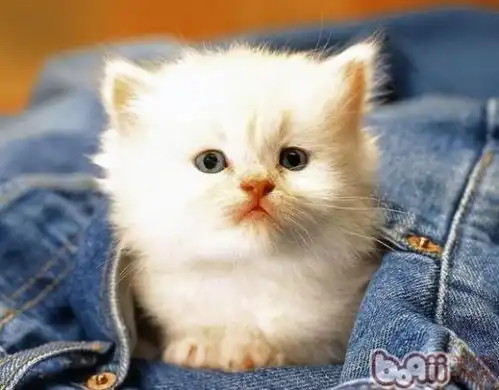 小猫什么时候睁眼睛