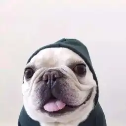 真传