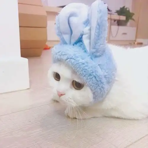 有哪些值得推荐的很可爱很特别的情侣头像