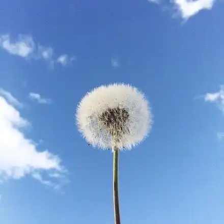 一只特立独行的猪摘抄