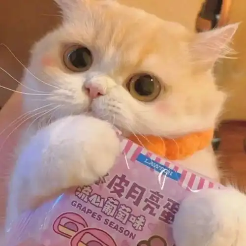 可爱猫咪头像
