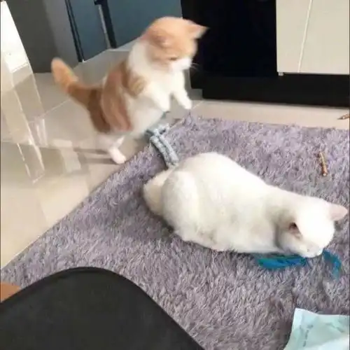 一般好看不常见的情头