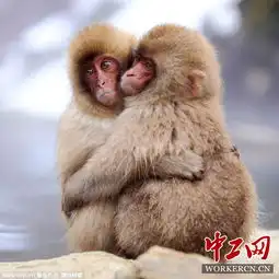 情人节动物也虐狗看动物们成双入对秀恩爱