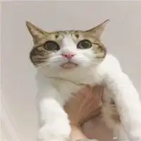 2019最新萌猫咪情侣头像一对