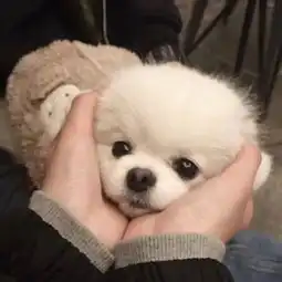 过年带狗狗回家,你该注意什么
