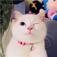可爱小猫头像
