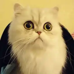 视频直播全集资料大全yy官方