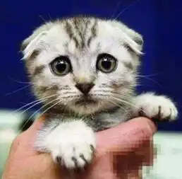 宠物也有节日病小猫受鞭炮惊吓躲进鞋柜瘦三斤