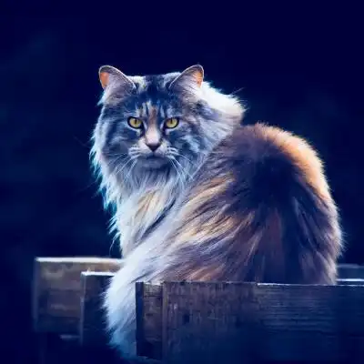 好看的小猫图片头像,特别萌的户外小野猫图片