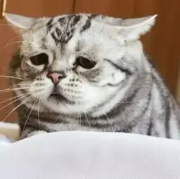 她是世界上最委屈的猫咪,看一眼心都要化了